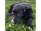 Adopt Beau a Black - with White Labrador Retriever / Hound (Unknown Type) dog in