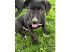Adopt Parker a Black - with White Labrador Retriever / Hound (Unknown Type) dog