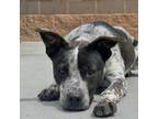 Adopt Taffy a Tricolor (Tan/Brown & Black & White) Australian Cattle Dog dog in
