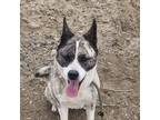Adopt Tasha a Tan/Yellow/Fawn Akita / Mixed Breed (Medium) dog in Grand