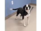 Adopt Sissy a Black - with White American Pit Bull Terrier dog in Grand