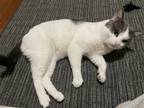 Adopt Hayes a Gray or Blue (Mostly) Domestic Shorthair / Mixed (short coat) cat