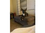 Adopt Björn a Brindle - with White Dogo Argentino / German Shepherd Dog / Mixed