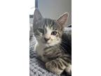 Adopt Baguette a Brown Tabby Domestic Mediumhair / Mixed cat in Traverse City