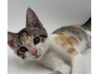 Adopt Ziggy a Calico / Mixed cat in Traverse City, MI (41512375)