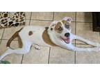 Adopt Mylah a Brown/Chocolate - with White Anatolian Shepherd / Hound (Unknown