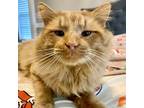 Adopt Bowser a Orange or Red (Mostly) Maine Coon cat in Knoxville, TN (41540047)
