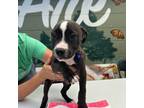 Adopt Maple a Tan/Yellow/Fawn American Pit Bull Terrier / Boxer dog in Tampa