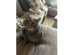 Adopt Phoenix a Gray, Blue or Silver Tabby American Shorthair / Mixed (short
