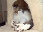 Adopt Frost a Gray, Blue or Silver Tabby Domestic Shorthair / Mixed (short coat)
