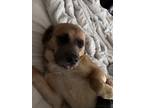 Adopt Howdy a Tricolor (Tan/Brown & Black & White) Black Mouth Cur / Mutt /