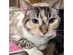 Adopt Claudia Vell a Tortoiseshell Siamese cat in Knoxville, TN (41528534)