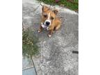 Adopt Kaytu a Brown/Chocolate - with Tan Staffordshire Bull Terrier / Mixed dog