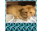 Adopt TONY a Orange or Red Tabby Domestic Shorthair (short coat) cat in