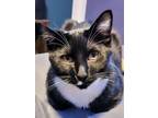 Adopt Devoid a Black & White or Tuxedo American Shorthair / Mixed (short coat)