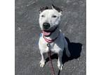 Adopt Lola a American Pit Bull Terrier / Mixed dog in Golden, CO (41539630)