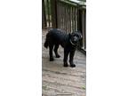 Adopt Coco a Black Aussiedoodle / Mixed dog in Rockton, IL (41539585)