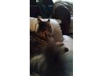 Adopt Lil stinker a Brown Tabby Maine Coon / Mixed (long coat) cat in Mesa
