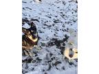 Adopt Coral a Black - with Tan, Yellow or Fawn Husky / Mixed dog in Grand