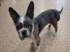 Adopt ROSE a Brown/Chocolate Boston Terrier / Mixed dog in Springfield