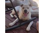Adopt Zinnia a White American Pit Bull Terrier / Mixed dog in Thomasville