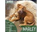 Adopt Marley a Tan/Yellow/Fawn Whippet / Mixed dog in Hinesburg, VT (41539519)