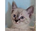 Adopt Mozzarella a Gray, Blue or Silver Tabby Siamese (short coat) cat in