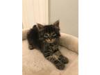Adopt Fleetwood a Gray, Blue or Silver Tabby Maine Coon (medium coat) cat in