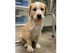 Adopt Durin a Akbash / Mixed dog in Kamloops, BC (41528193)