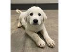 Adopt Thorin a Akbash / Mixed dog in Kamloops, BC (41528189)