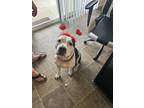Adopt Nike a Black - with White American Staffordshire Terrier / Mixed dog in