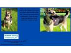 Adopt Camo a German Shepherd Dog / Mixed dog in Kendallville, IN (41539509)
