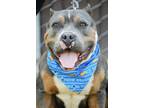 Adopt Chino a Merle American Pit Bull Terrier / Mixed Breed (Medium) / Mixed
