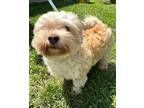 Adopt Quill a Tan/Yellow/Fawn Lhasa Apso / Mixed Breed (Medium) / Mixed (short
