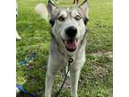 Adopt Halo a Black Husky / Mixed Breed (Medium) / Mixed (short coat) dog in