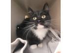 Adopt Stray hold a Black & White or Tuxedo Domestic Mediumhair (medium coat) cat