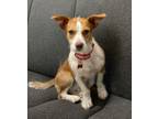 Adopt Oscar a Brown/Chocolate - with White Jack Russell Terrier / Poodle