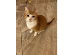 Adopt Remy a Orange or Red Tabby Tabby (short coat) cat in Houston