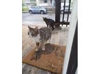 Adopt Tia a Brown or Chocolate American Shorthair / Mixed (short coat) cat in