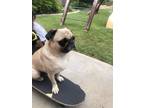 Adopt Doug a Black - with Tan, Yellow or Fawn Pug / Mixed dog in Encinitas