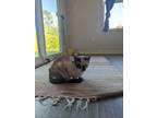 Adopt Willow a White (Mostly) Siamese / Mixed (medium coat) cat in Defuniak