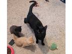 Adopt Ozzie a All Black Domestic Shorthair (short coat) cat in Cincinnati