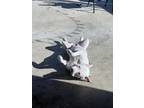 Adopt Sasha a White Staffordshire Bull Terrier / Mixed dog in Carson