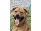 Adopt Bubba in Gloucester VA a Red/Golden/Orange/Chestnut Basenji / Pit Bull