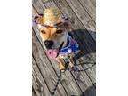 Adopt Max a Brown/Chocolate - with Black Black Mouth Cur / Mixed Breed (Medium)