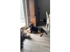 Adopt Buddy a Brown/Chocolate - with Black German Shepherd Dog / Mixed dog in