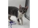 Adopt Cosmo a Gray or Blue (Mostly) Domestic Shorthair / Mixed cat in Traverse