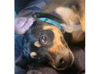 Adopt Romeo a Tricolor (Tan/Brown & Black & White) Rottweiler / Beagle / Mixed