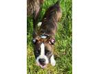 Adopt Ellie a Brindle - with White Boxer / Mixed dog in Westminster