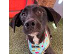 Adopt Nolbert a Black - with White Labrador Retriever / Mixed Breed (Small) /